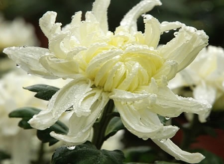 Good Flowers In Chinese : The 6 Most Important Chinese Flowers In Asian